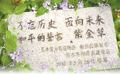 听,“紫金草”唱出的和平之声(铭记历史 开创未来)
