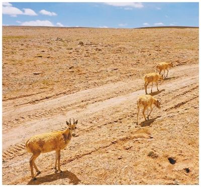 向绿而兴 协同推进降碳减污扩绿增长（高质量发展故事汇·第10期）