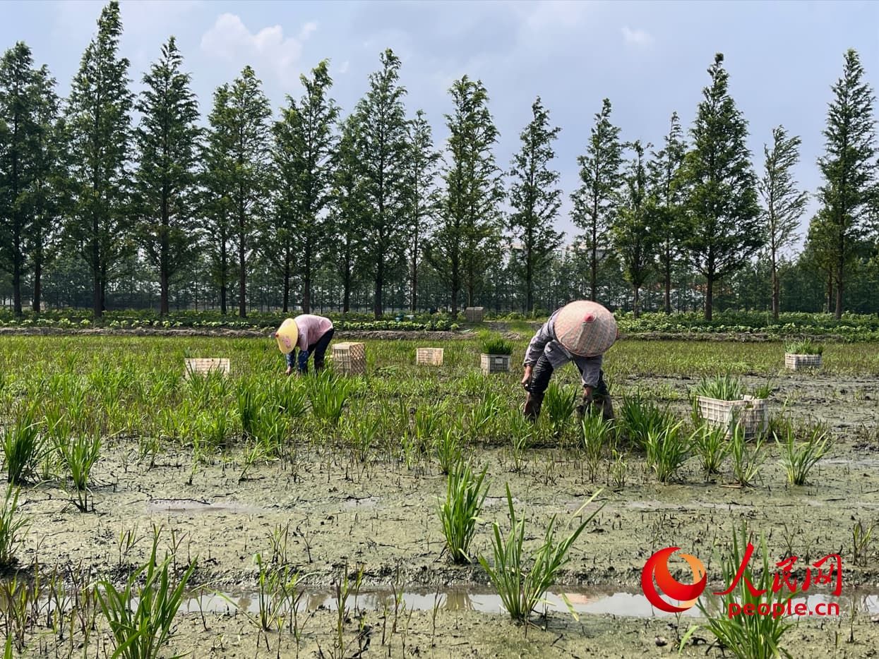 行进中国·我在现场 姚庄，一个“记得住乡愁”的地方