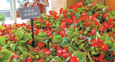 千家万盆鲜花祝福祖国  北京市民自育花卉亮相长安街国庆主题花坛