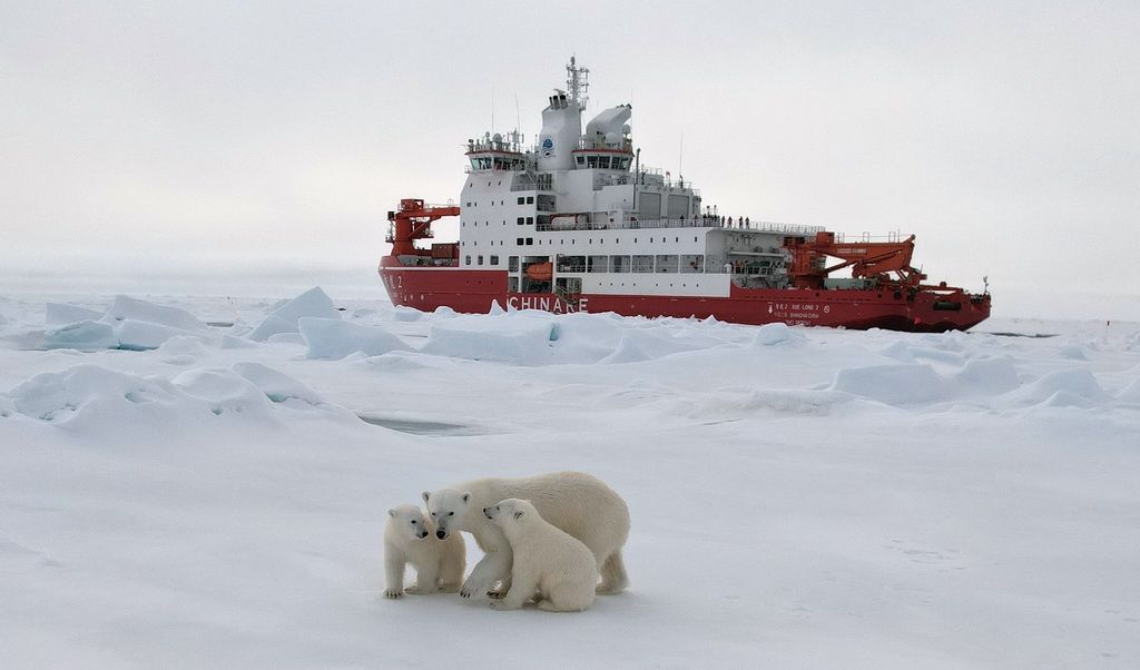 当北极科考遇上北极熊