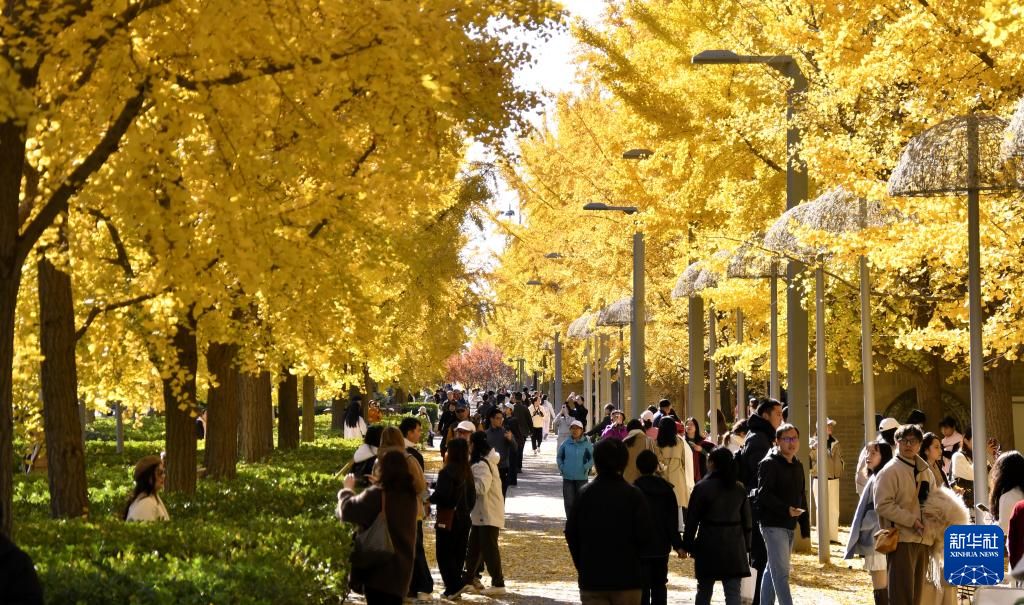 秋叶漫舞映京城【4】