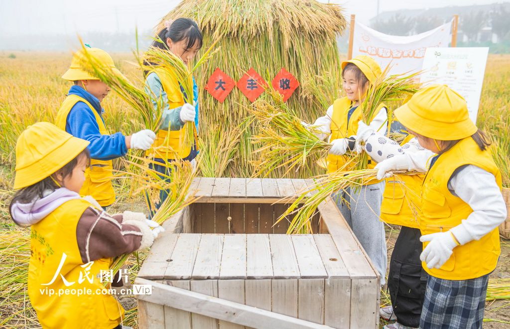 江苏宿迁：稻田里的“秋收课堂”