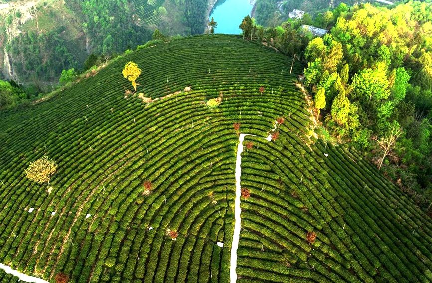 行走传统村落丨茶香漫古道 石板映乡愁【3】