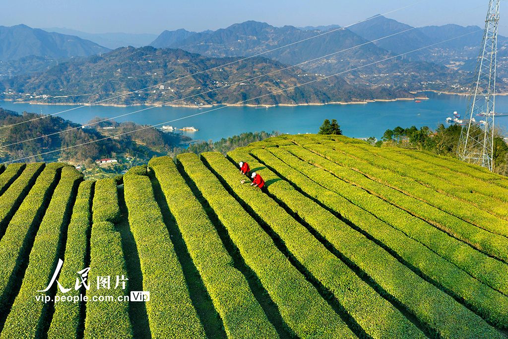 湖北秭归：三峡库区早茶香