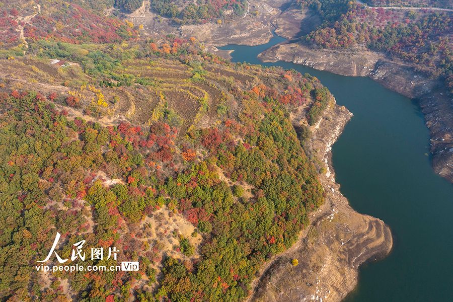 河南济源：黄河三峡景区层林尽染