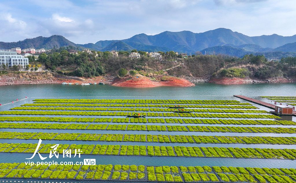 浙江淳安：雨水时节 湖上菜园春收忙【3】