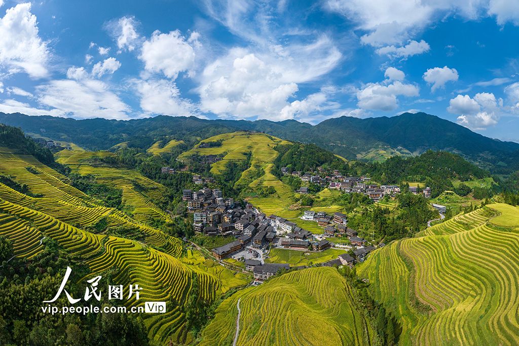 广西龙胜：龙脊梯田“丰”景如画