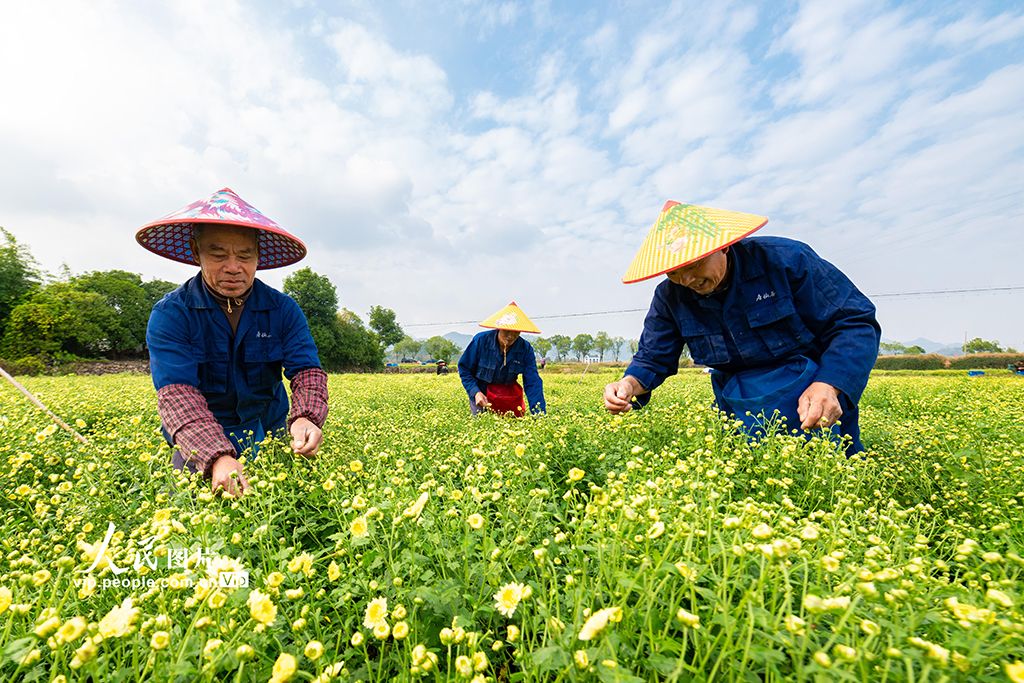 浙江武义：采收杭白菊