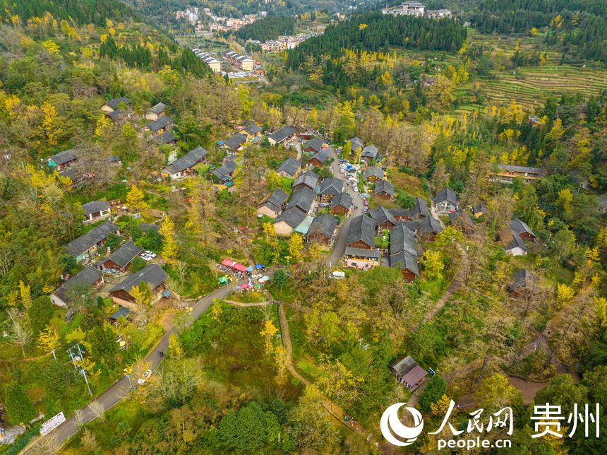 世界古银杏之乡迎来游学热