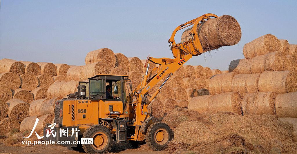 江苏海安：稻草回收 环保增收